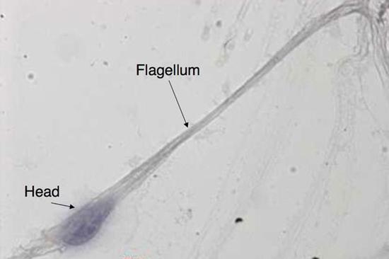 ľ(DƬ: M-H Perrard,CNRS/Kallistem)