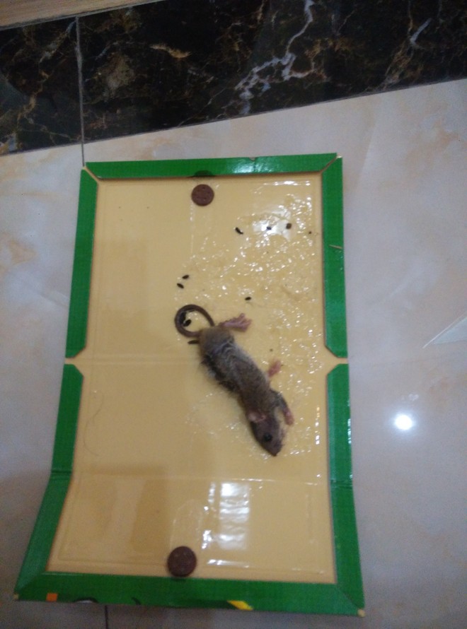 1441412623707963.jpg IMG_20150729_161217_1.jpg