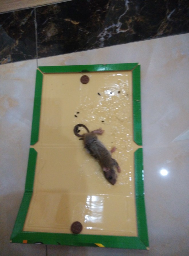 1441413011973459.jpg IMG_20150729_161217.jpg