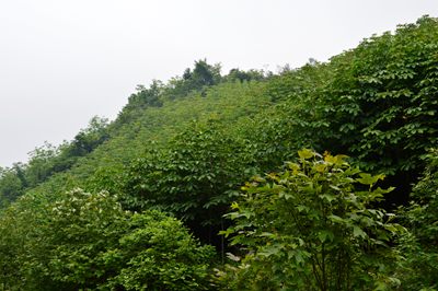 2014081216594020.jpg